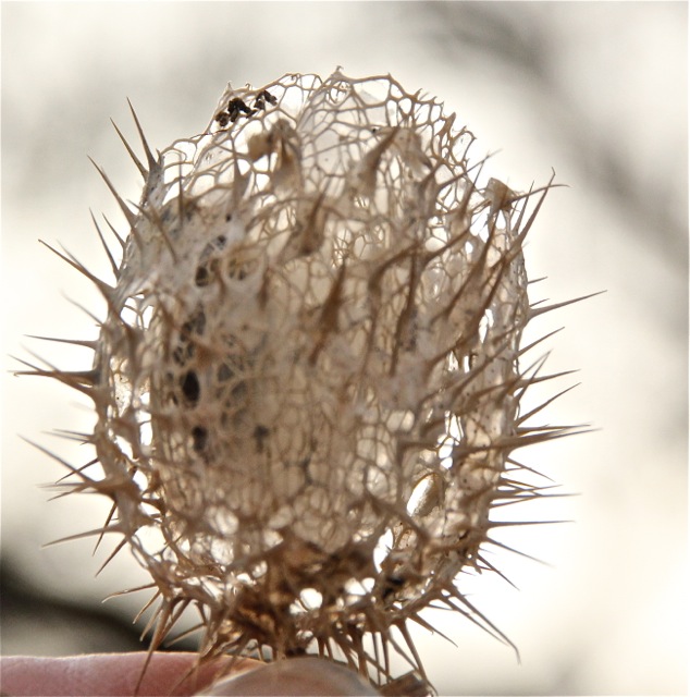 171129bbcut-ricecreek4