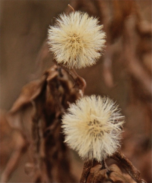 171129bbcut-ricecreek5