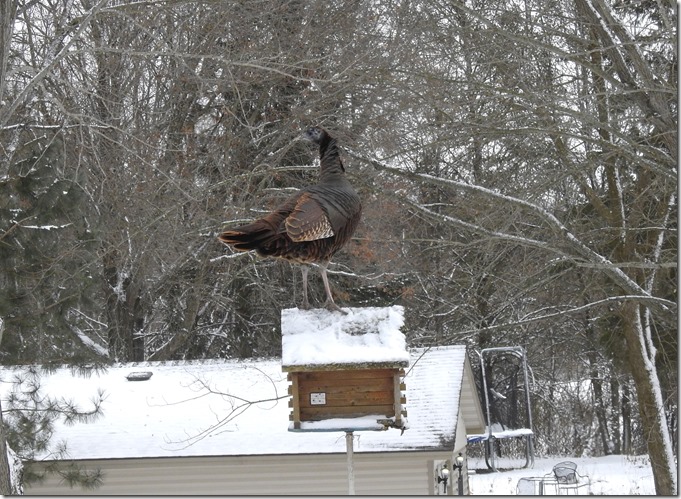 171208bbcut-turkeys1