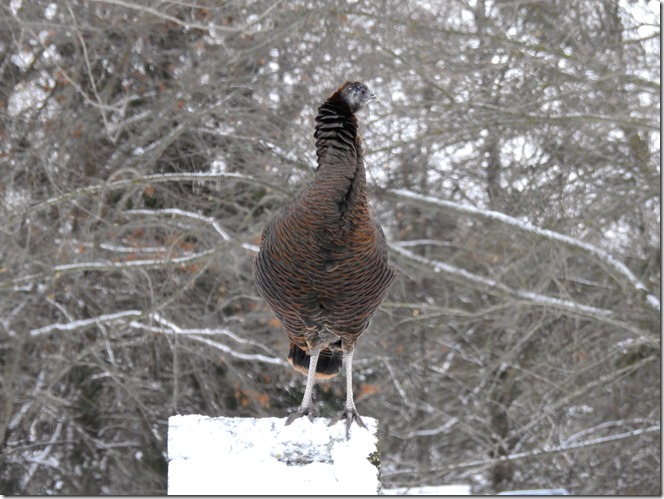 171208bbcut-turkeys2
