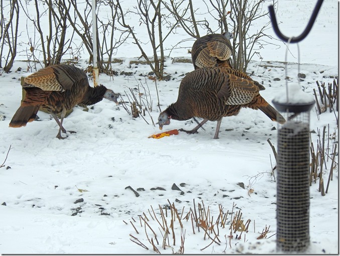 171208bbcut-turkeys3