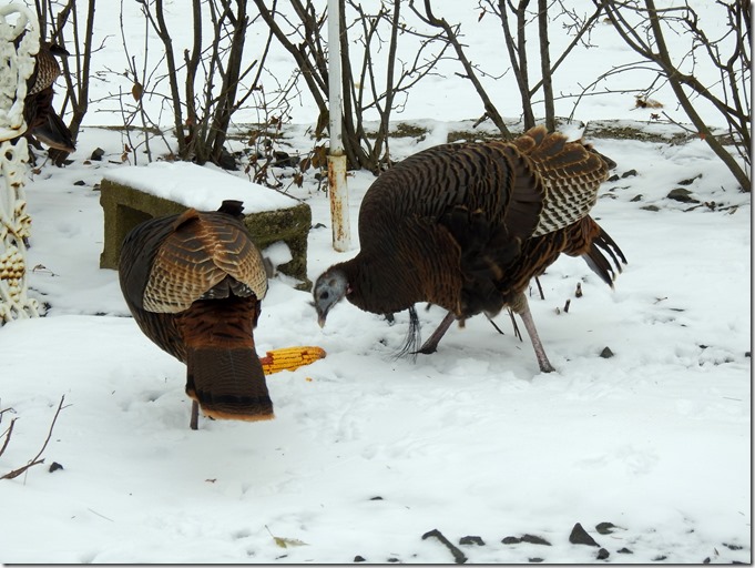 171208bbcut-turkeys4