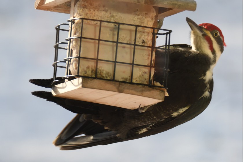 180117bbcut-pileated1