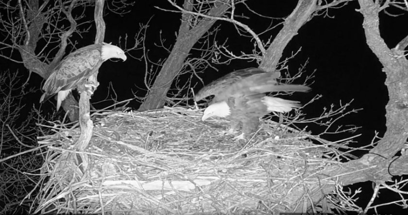 180124bbcut-eaglecam2