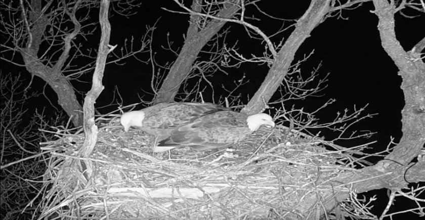 180124bbcut-eaglecam4