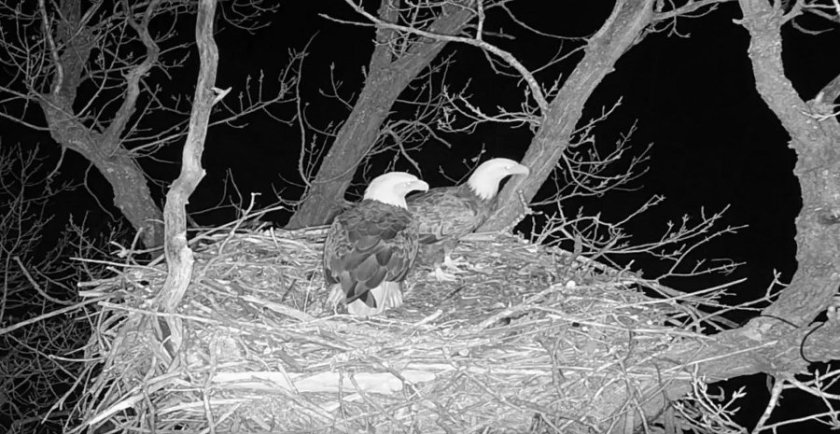 180124bbcut-eaglecam5