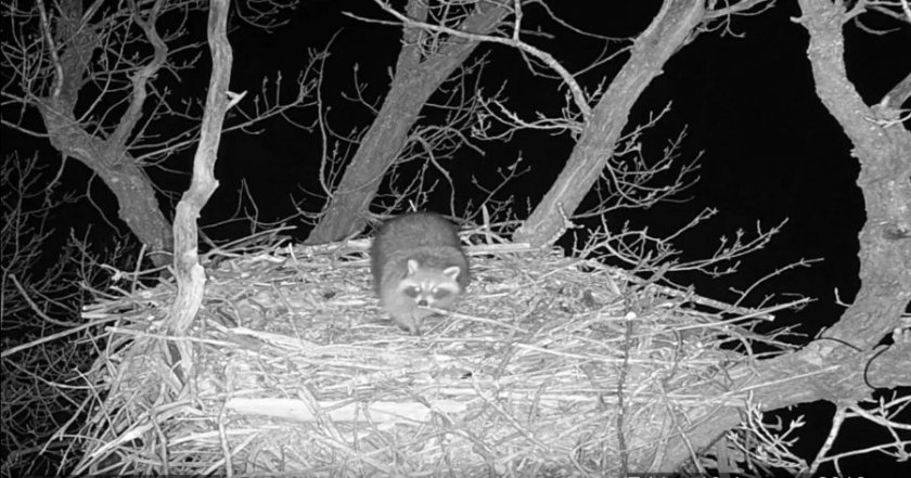 180124bbcut-eaglecam7