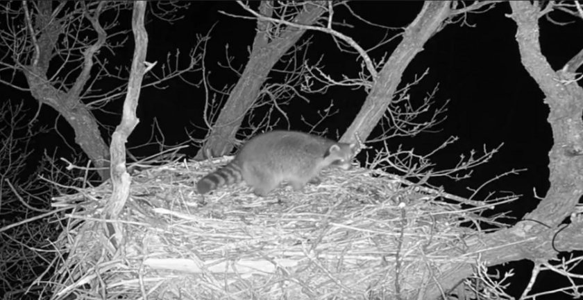 180124bbcut-eaglecam8