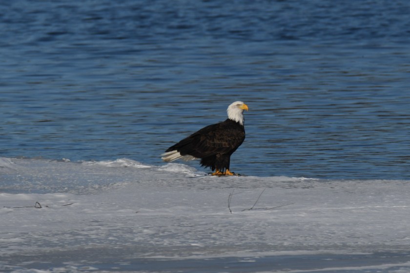 180124bbcut-eagles11