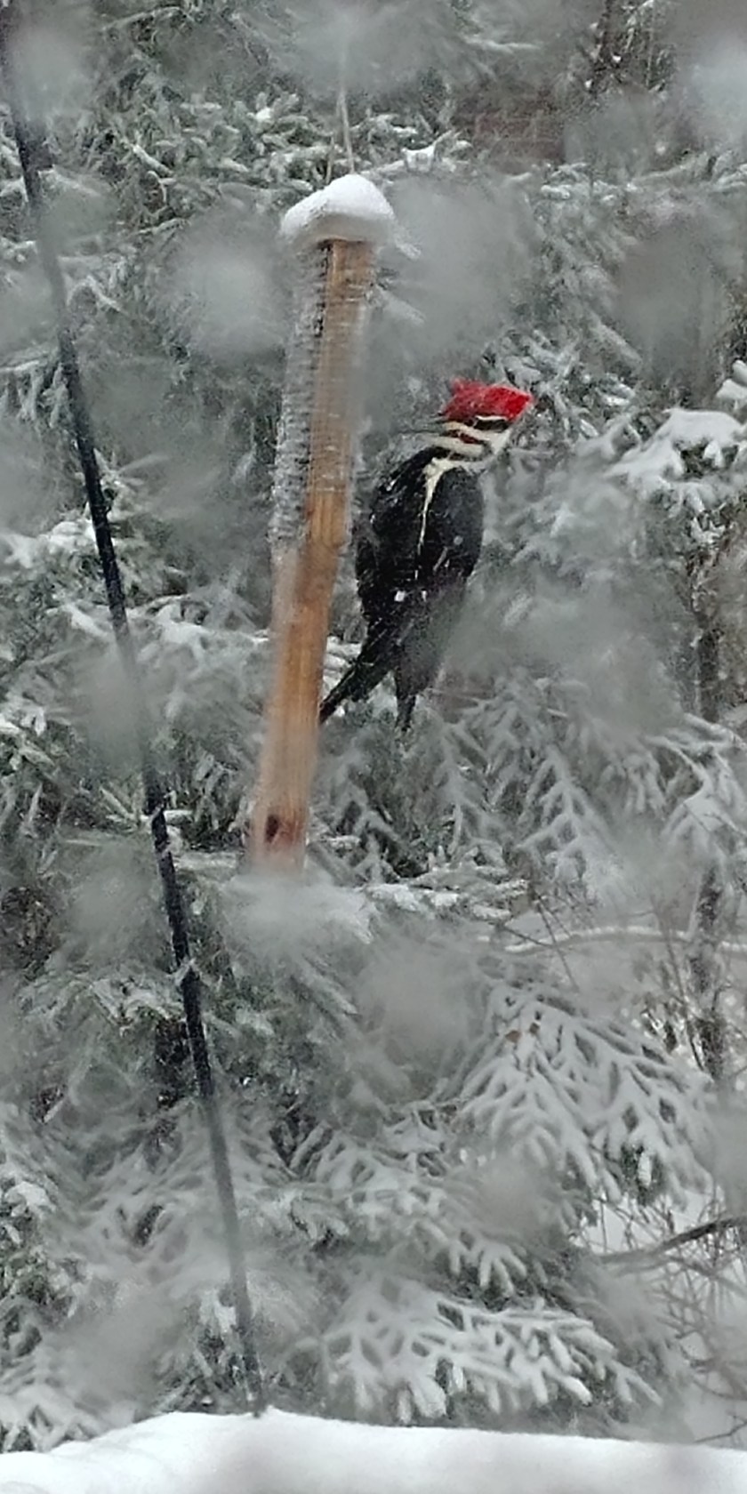 180128bbcut-pileated