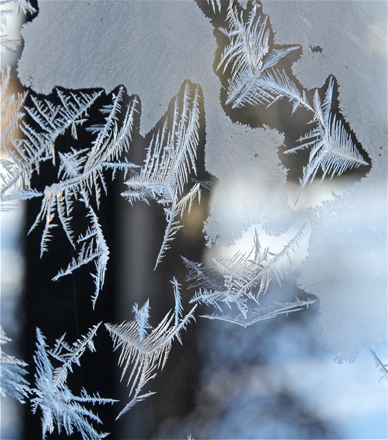 180224bbcut-frostbirds2