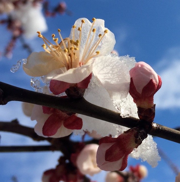 180228bbcut-apricot3