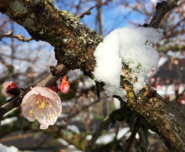 180228bbcut-apricot4