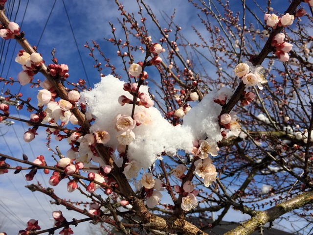 180228bbcut-apricot6