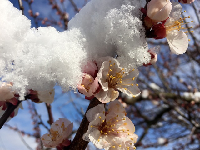 180228bbcut-apricot8