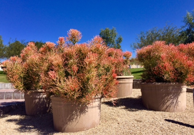 180320bbcut-arizona2