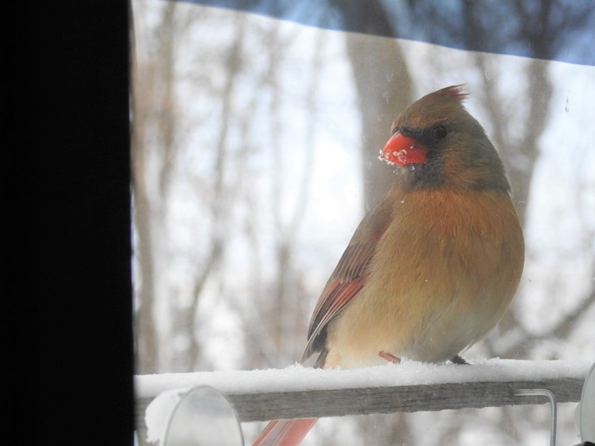 180320bbcut-cardinal1