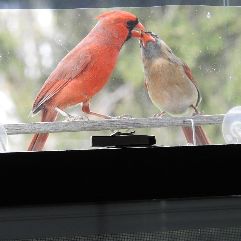 180320bbcut-cardinal2