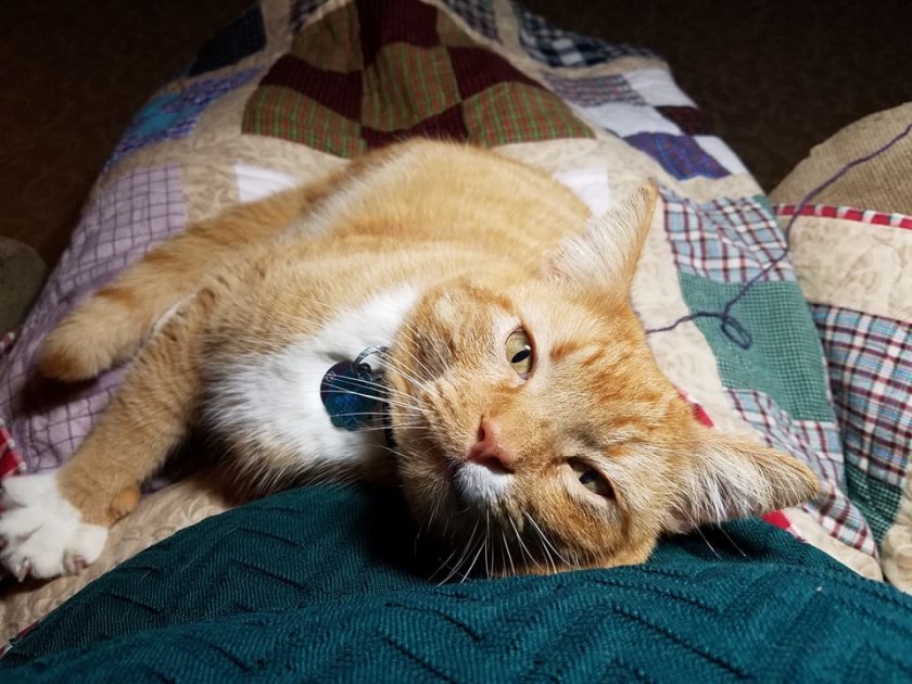 180323bbcut-bobbycat