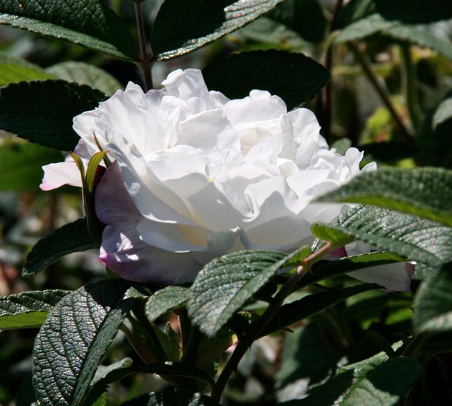 180328bbcut-swedenflowers4