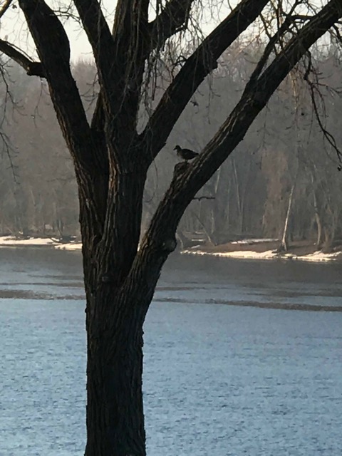 180329bbcut-duckintree