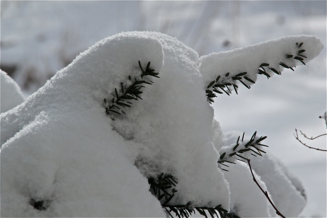 180403bbcut-snowlight3