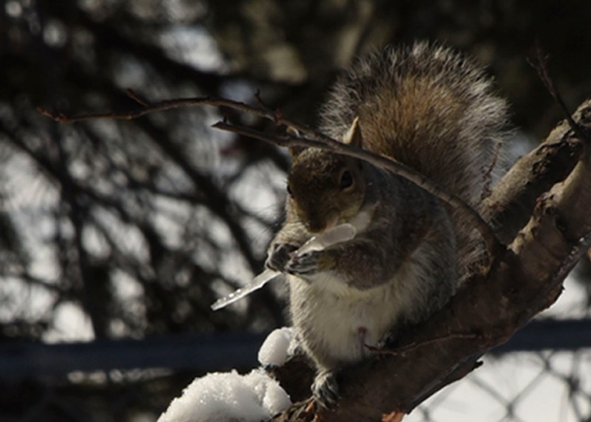 180406bbcut-sapsicle1