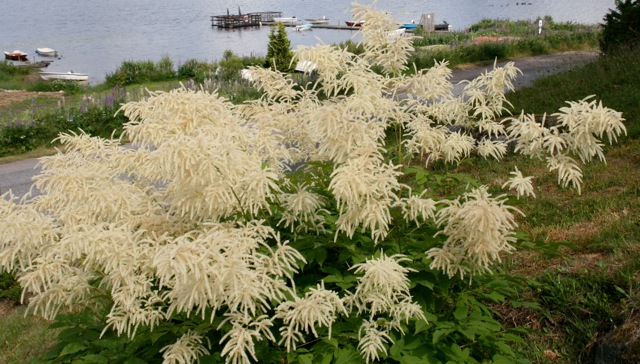 180406bbcut-swedeflowers1