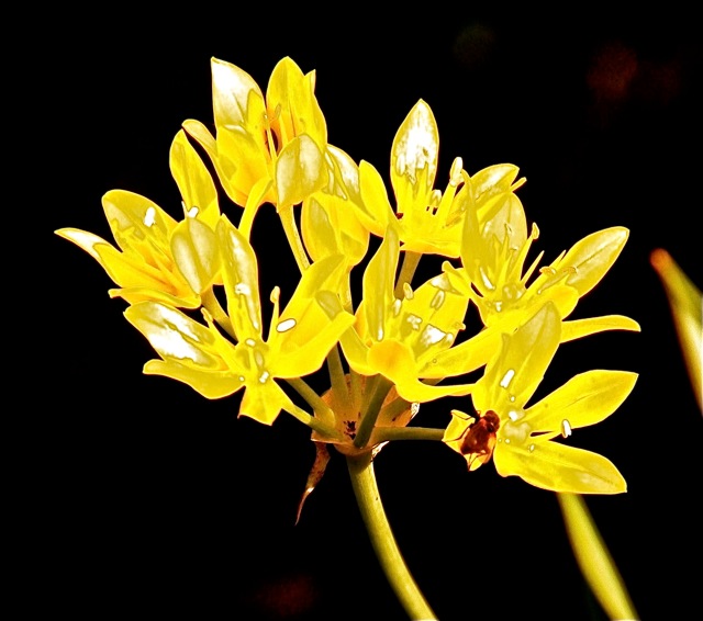 180406bbcut-swedeflowers2