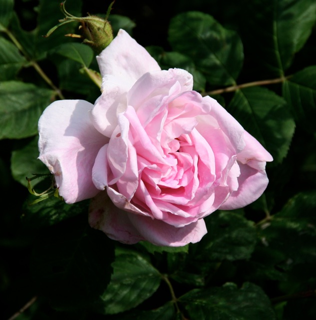 180406bbcut-swedeflowers4