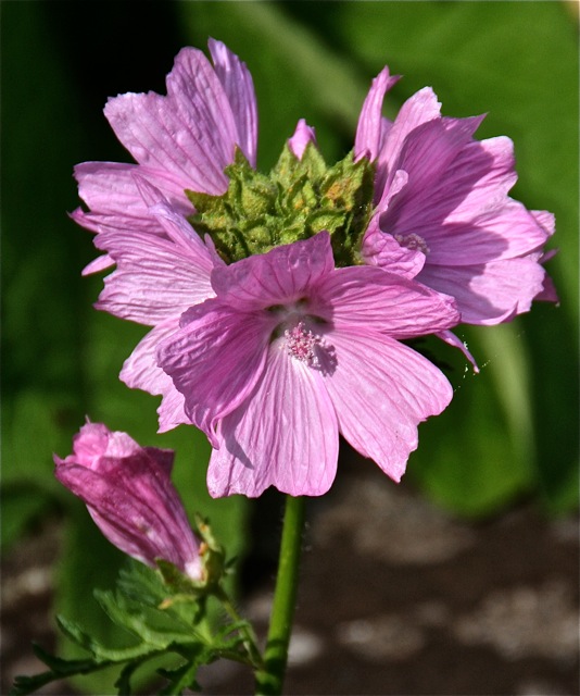 180406bbcut-swedeflowers5