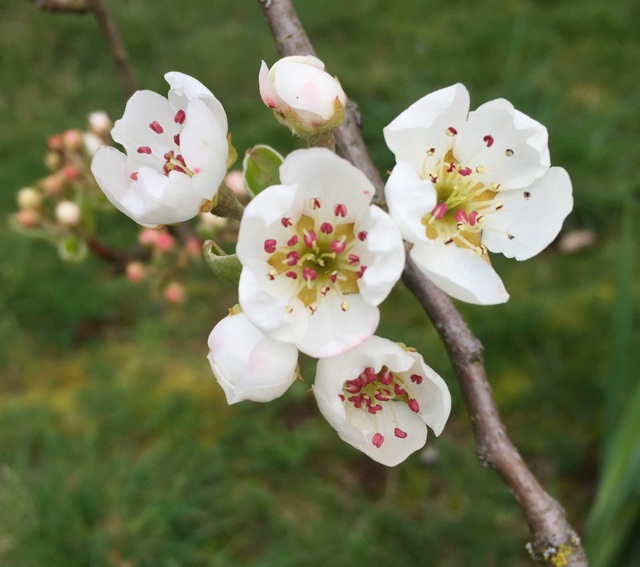 180410bbcut-swedepic3