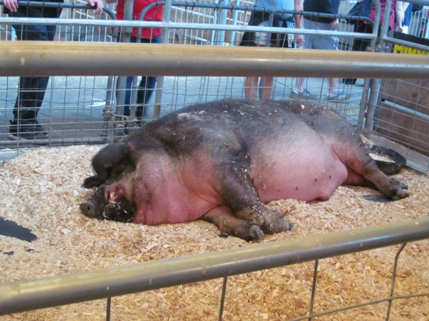 180416bbcut-statefair10