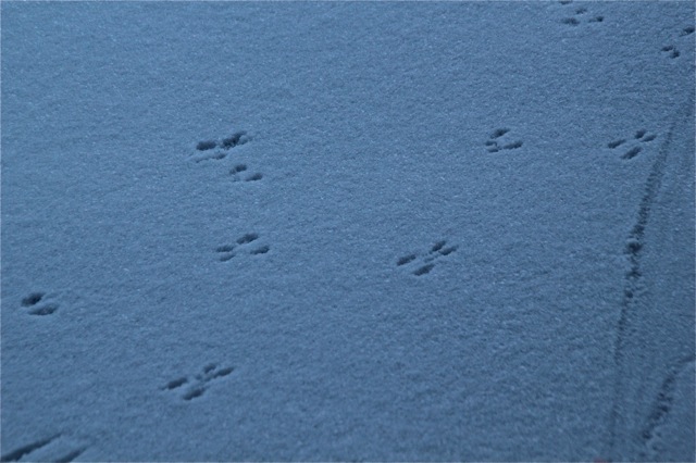 180419bbcut-presnow4