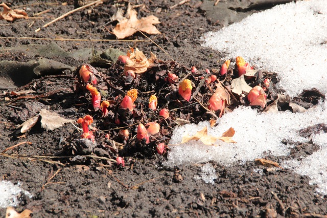 180423bbcut-afterthesnow1