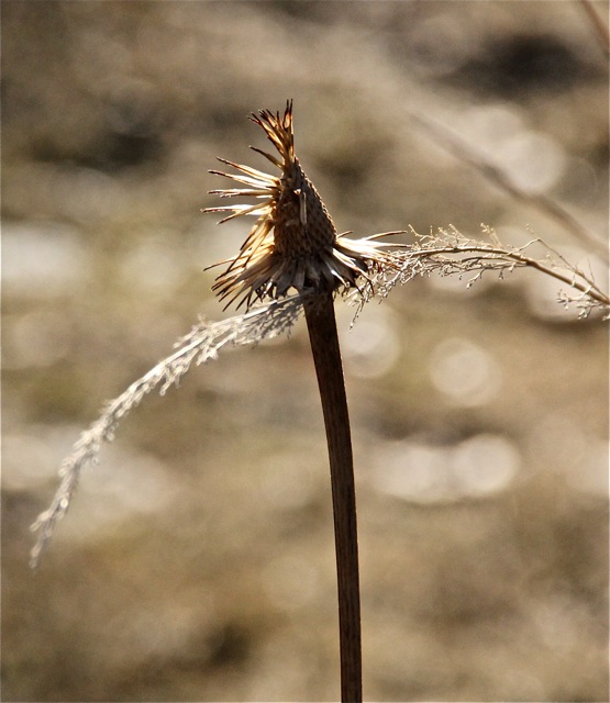 180423bbcut-afterthesnow5