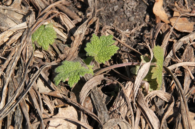 180423bbut-frontyard3