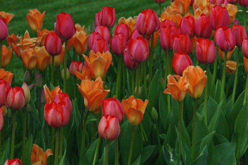 180514bbcut-flowers1