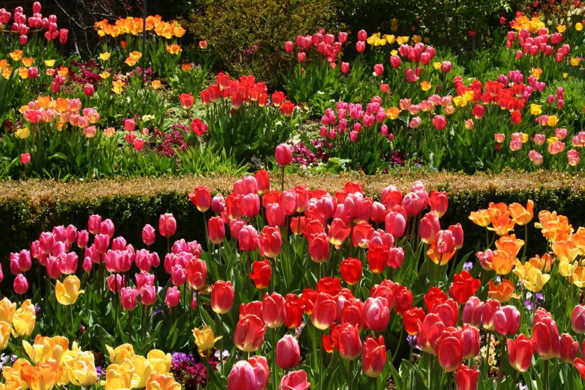 180514bbcut-flowers2