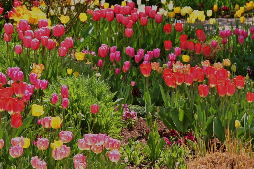 180514bbcut-flowers3