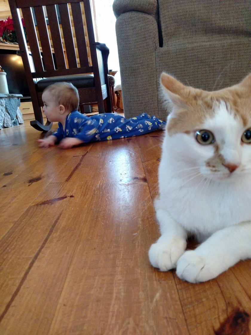 180516bbcut-toddlercat