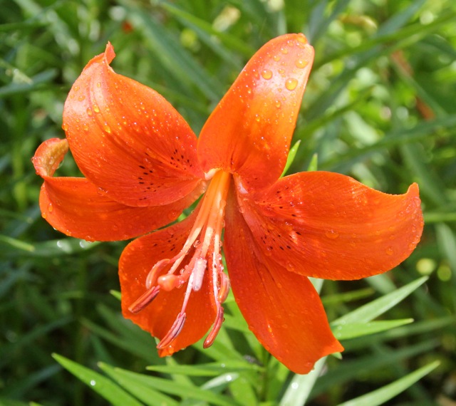 180704bbcut-aftertherain2