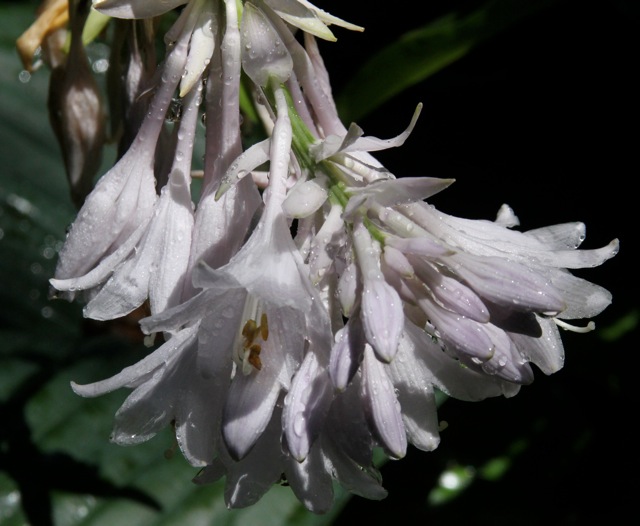 180704bbcut-aftertherain3