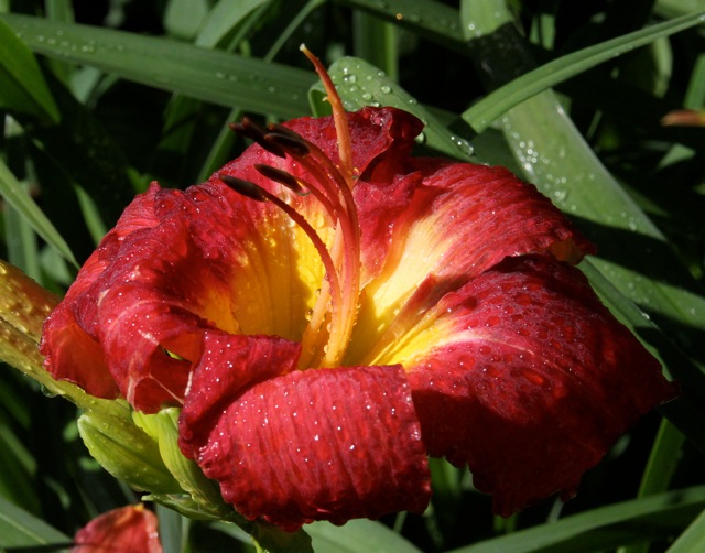 180704bbcut-aftertherain5