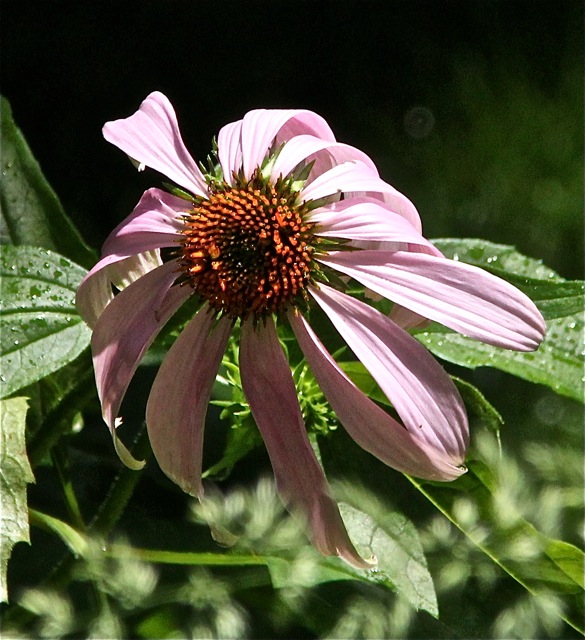 180704bbcut-aftertherain6