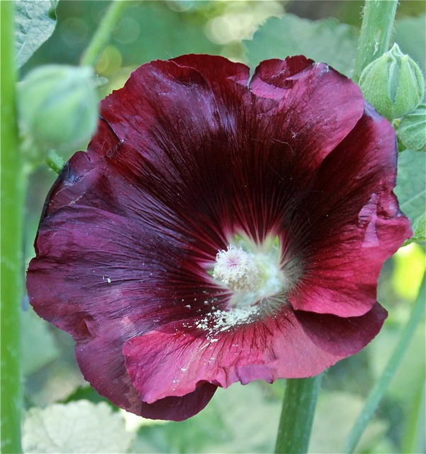 180704bbcut-hollyhocks2