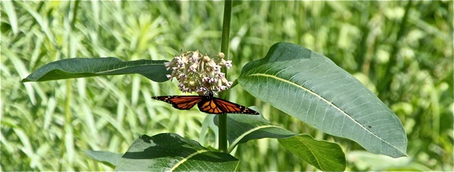 180704bbcut-milkweed1