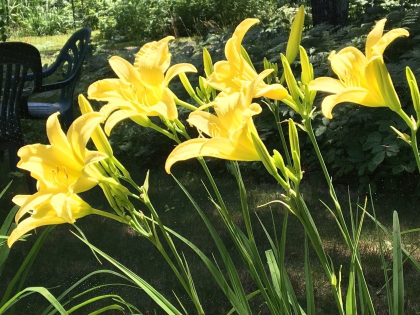 180730bbcut-cheeseheadlily