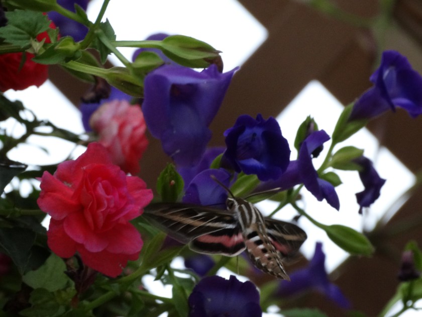 180807bbcut-hummingbirdmoth1