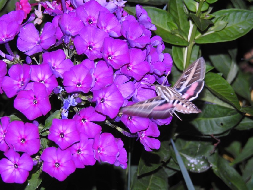 180807bbcut-hummingbirdmoth4